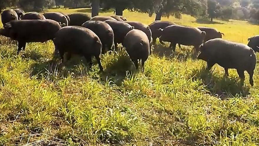 Piara de cerdos en la dehesa de Monesterio. Fotograma del documental