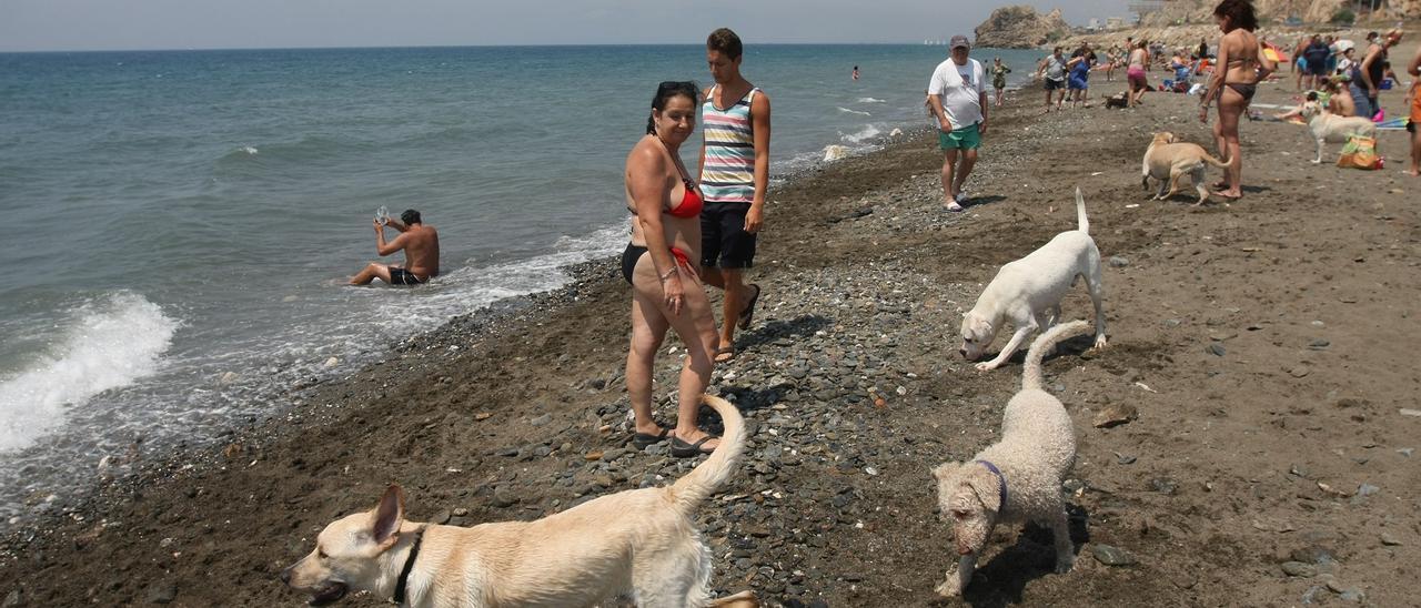 Firmas para una futura playa de perros en Huelin - La Opinión de Málaga