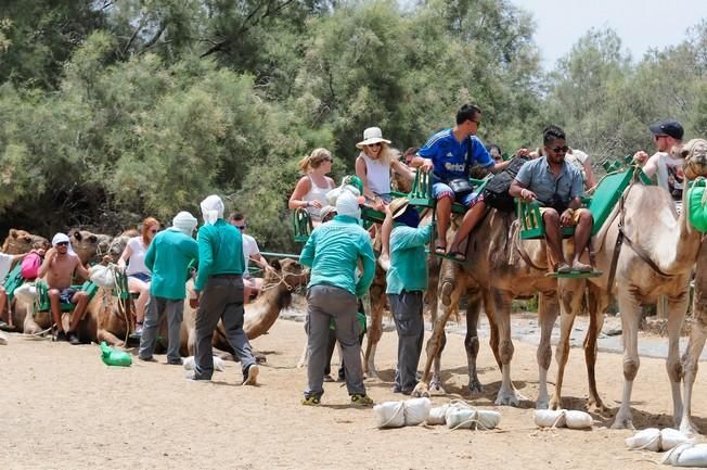 Reportaje excursiones con camellos en las Dunas ...