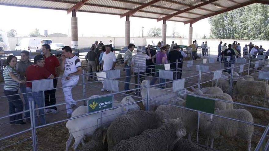 La exposición de ganado ovino Ovicampos en una de sus ediciones anteriores.