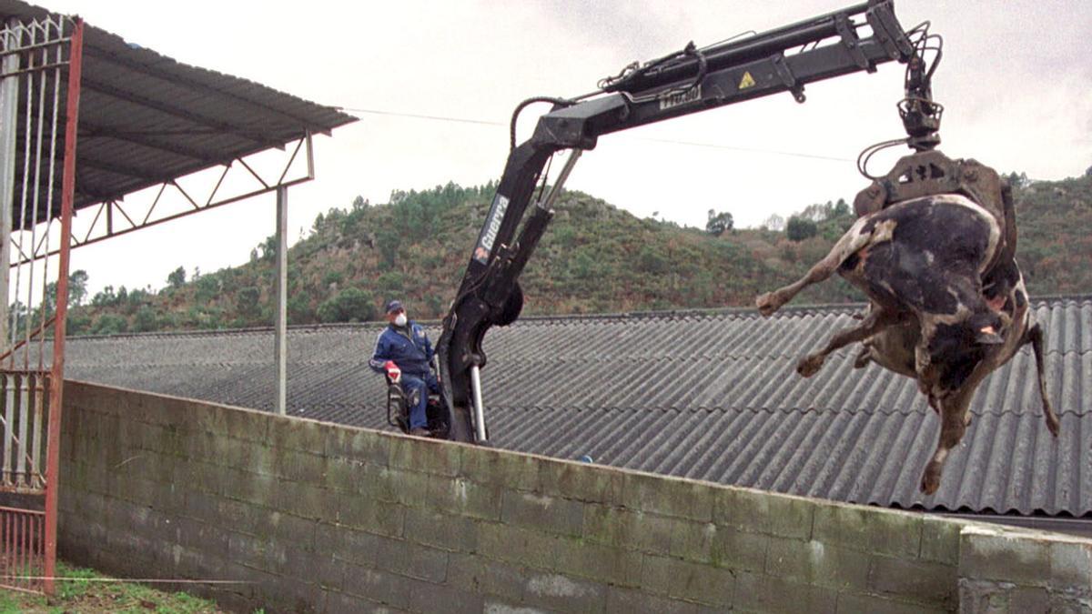 Una vaca muerta es transportada en enero de 2001 a la incineradora de la empresa Sugasa (Orense) donde ser destruida como medida preventiva.