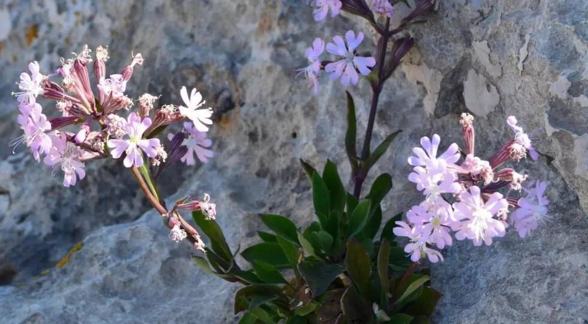 La floración de una planta endémica y singularísima, la Silene hifacensis