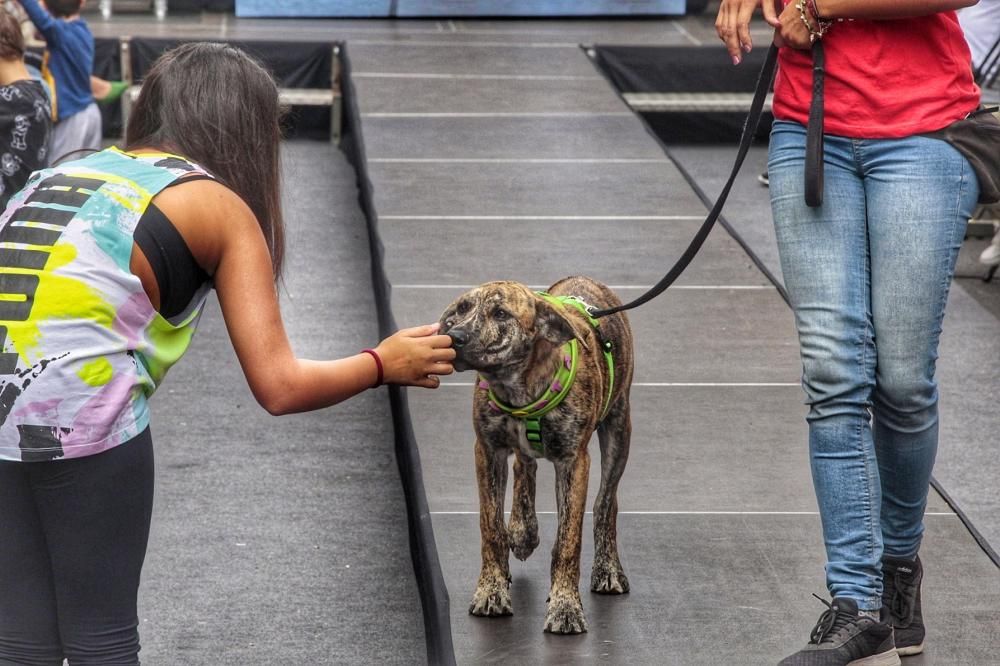 Pasarela de adopción de mascotas en Los Realejos