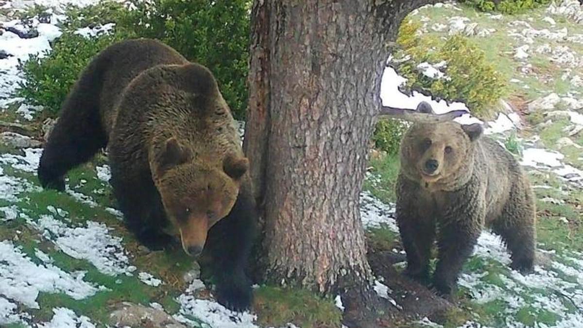 Trepador, junto a su madre Claverina, captados por una cámara de fototrampeo el pasado 15 de mayo en los Valles de Hecho y Ansó.