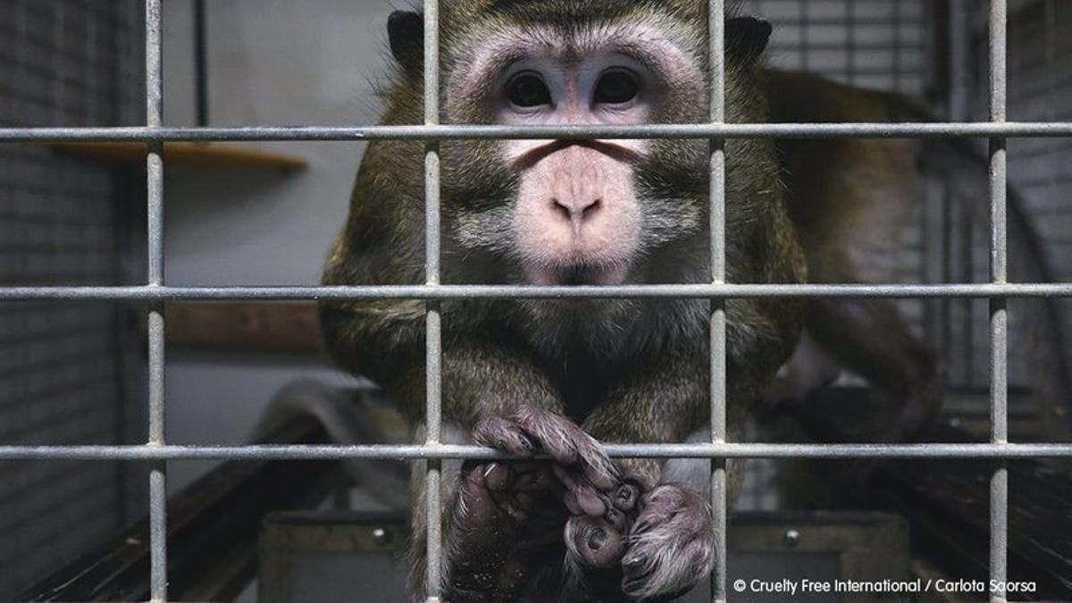 Madrid suspèn l’activitat d’un laboratori després de trobar indicis de maltractament animal