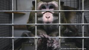 La Fiscalia obre diligències pel presumpte maltractament animal al laboratori Vivotecnia
