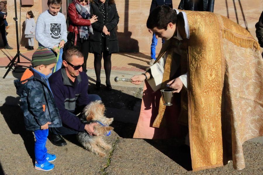 Monfarracinos celebra San Antón