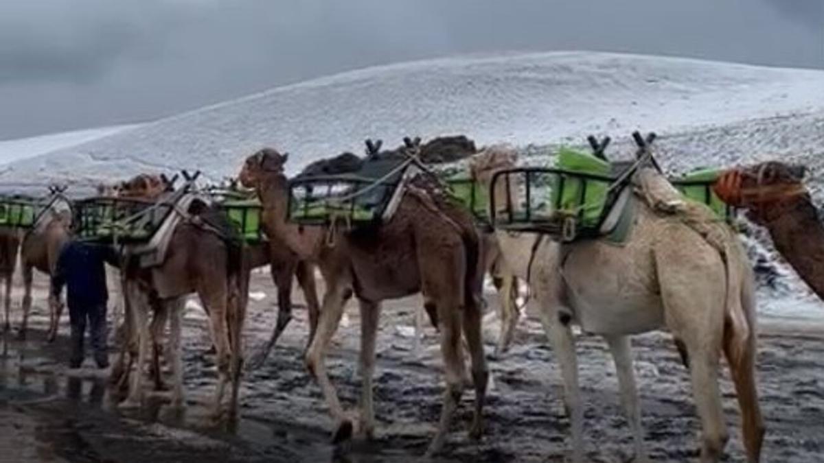 Un camellero junto a una caravana de camellos en el Parque Nacional de Timanfaya