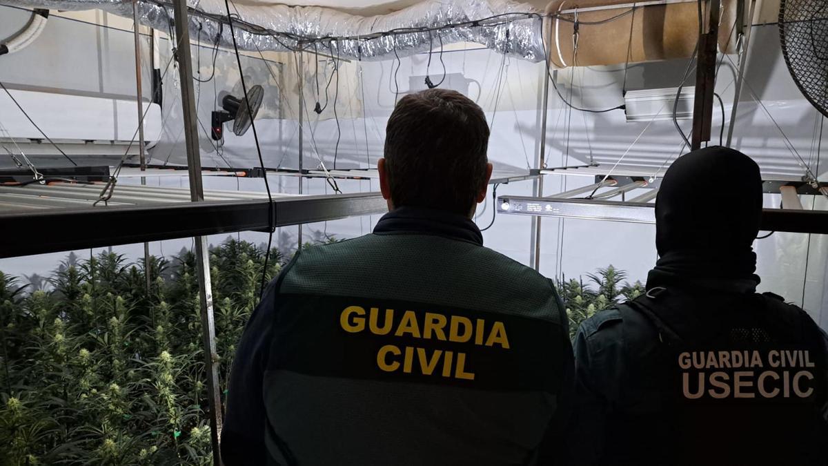 Agents de la Guàrdia Civil a la plantació.