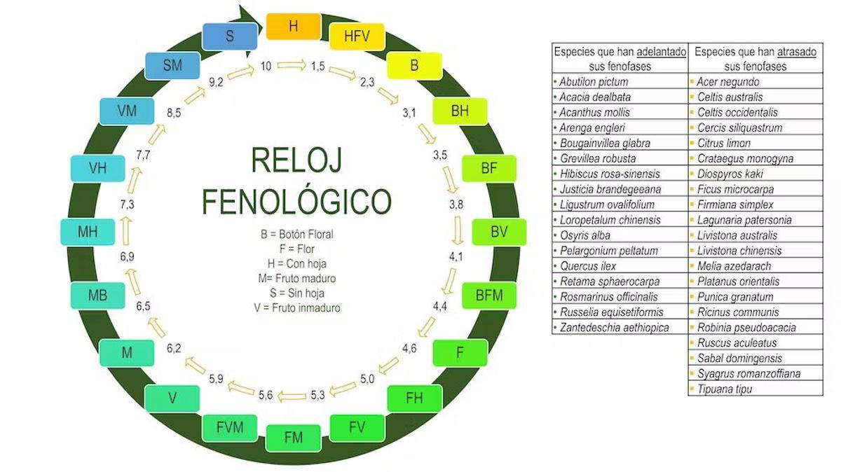 Modelo de reloj fenológico seguido para la observación de la fenología de 92 especies del Jardín Botánico Histórico de La Concepción (Málaga)