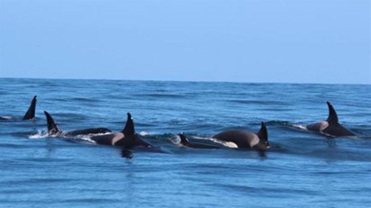 Una manada de orcas avistada este domingo por la Coordinadora para o Estudo dos Mamíferos Marinos (Cemma) en la Ría de Vigo, a 30 de agosto de 2026. -