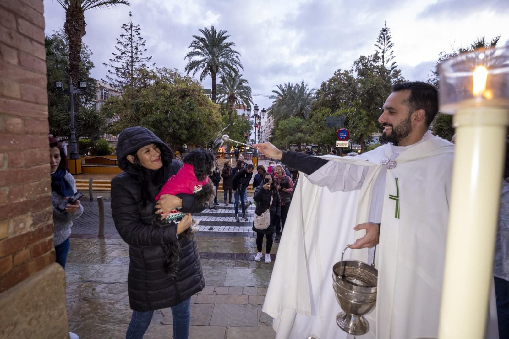 Bendición de animales por San Antón bajo una lluvia invernal en Torrevieja