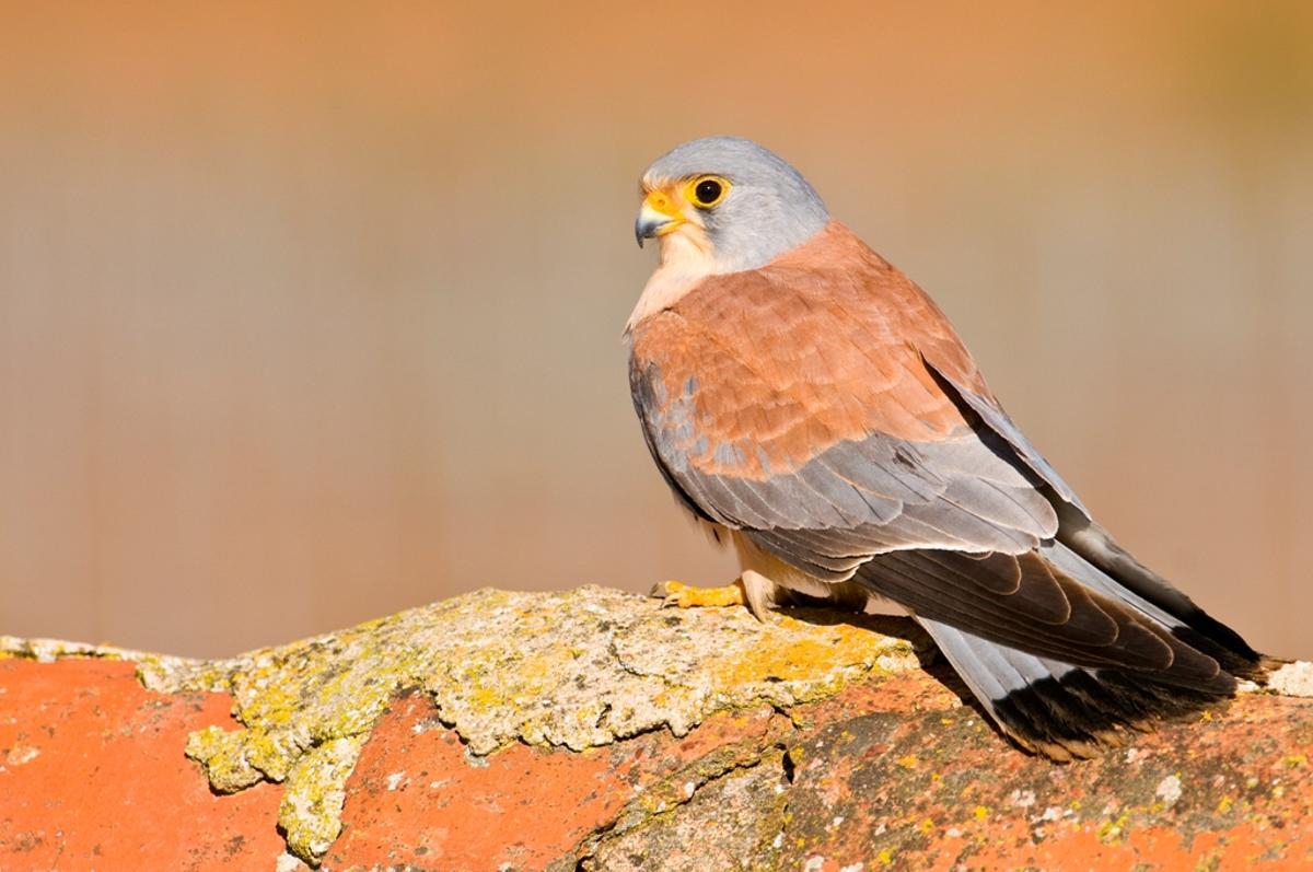 Un cernícalo primilla posado en la rama de un árbol.