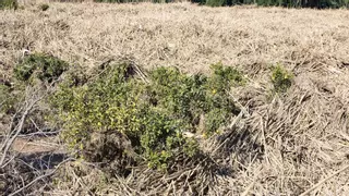 Más de 2.570 agricultores recibirán ayudas de 12,8 millones por daños de la dana no cubiertos por el seguro