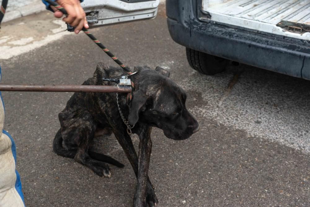 Otra oportunidad para un perro que ha pasado por un albergue ilegal y por una perrera en la que ha perdido la mitad de su peso
