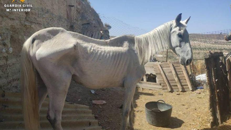 Detenido en Épila por maltratar a un caballo y dejar morir a dos perros