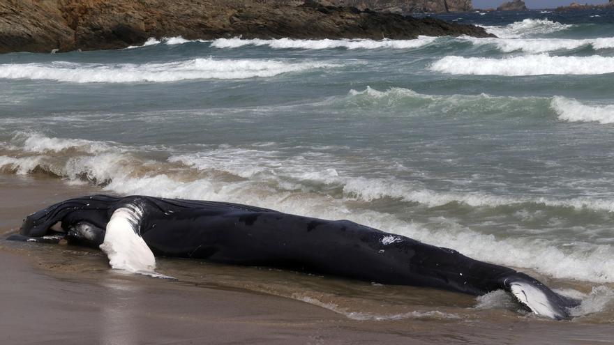 Una ballena jorobada, en peligro de extinción, vara en una playa de Ferrol