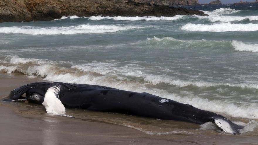 Una ballena jorobada, en peligro de extinción, vara en una playa de Ferrol