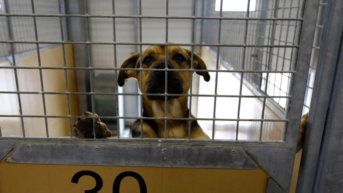 Ley bienestar animal: Crecen los abandonos de perros mientras se frenan las  adopciones
