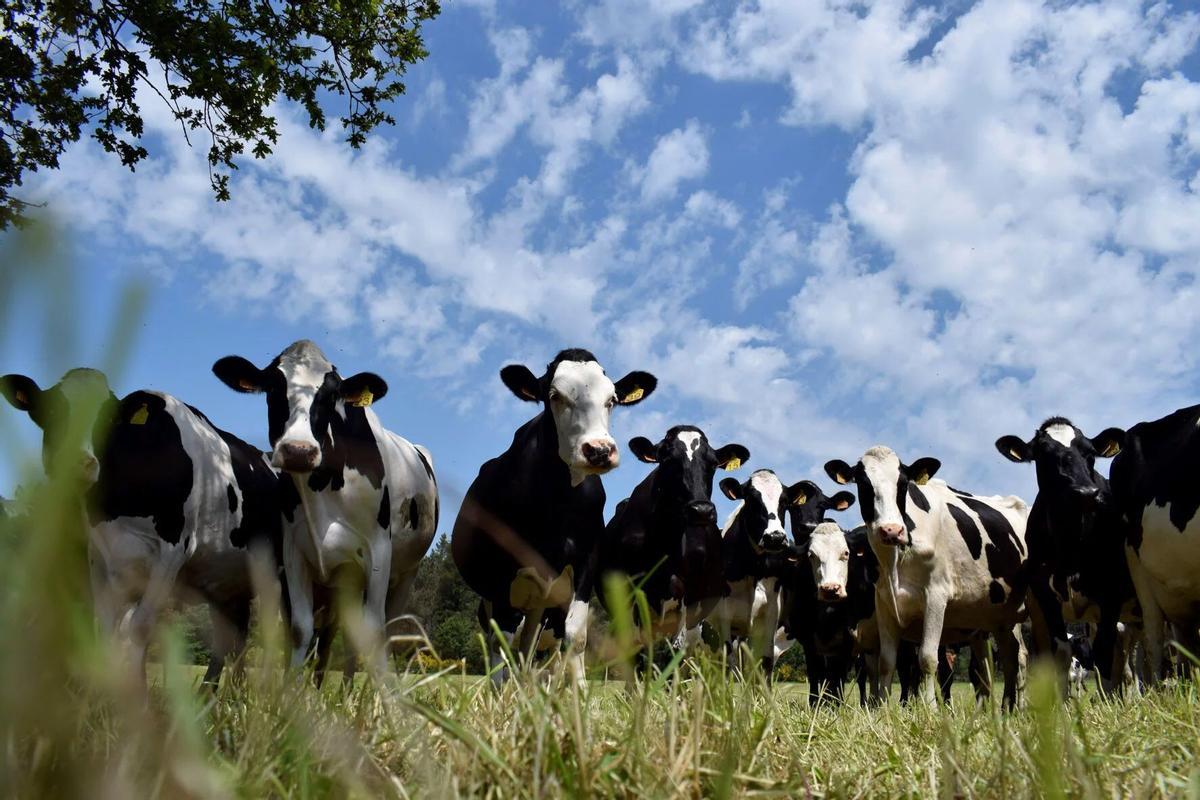 Vacas en una explotación de ganadería extensiva.