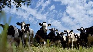 Vacas en una explotación de ganadería extensiva.