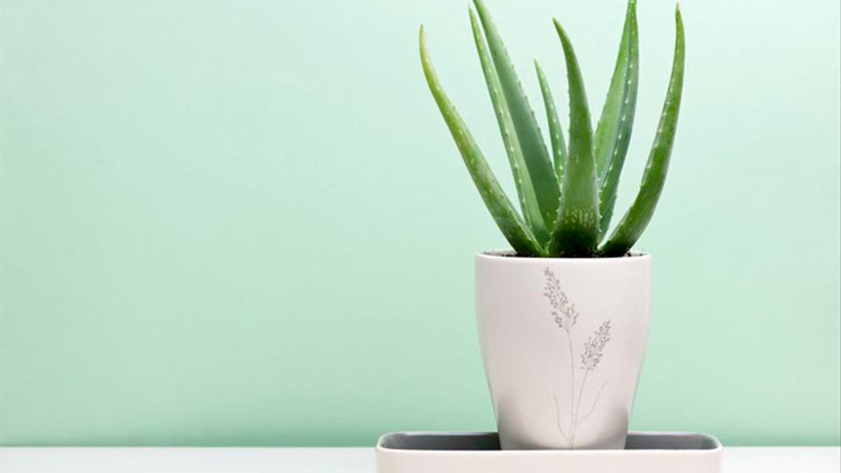 ALOE VERA: La planta de interior que refrescará tu casa esta primavera