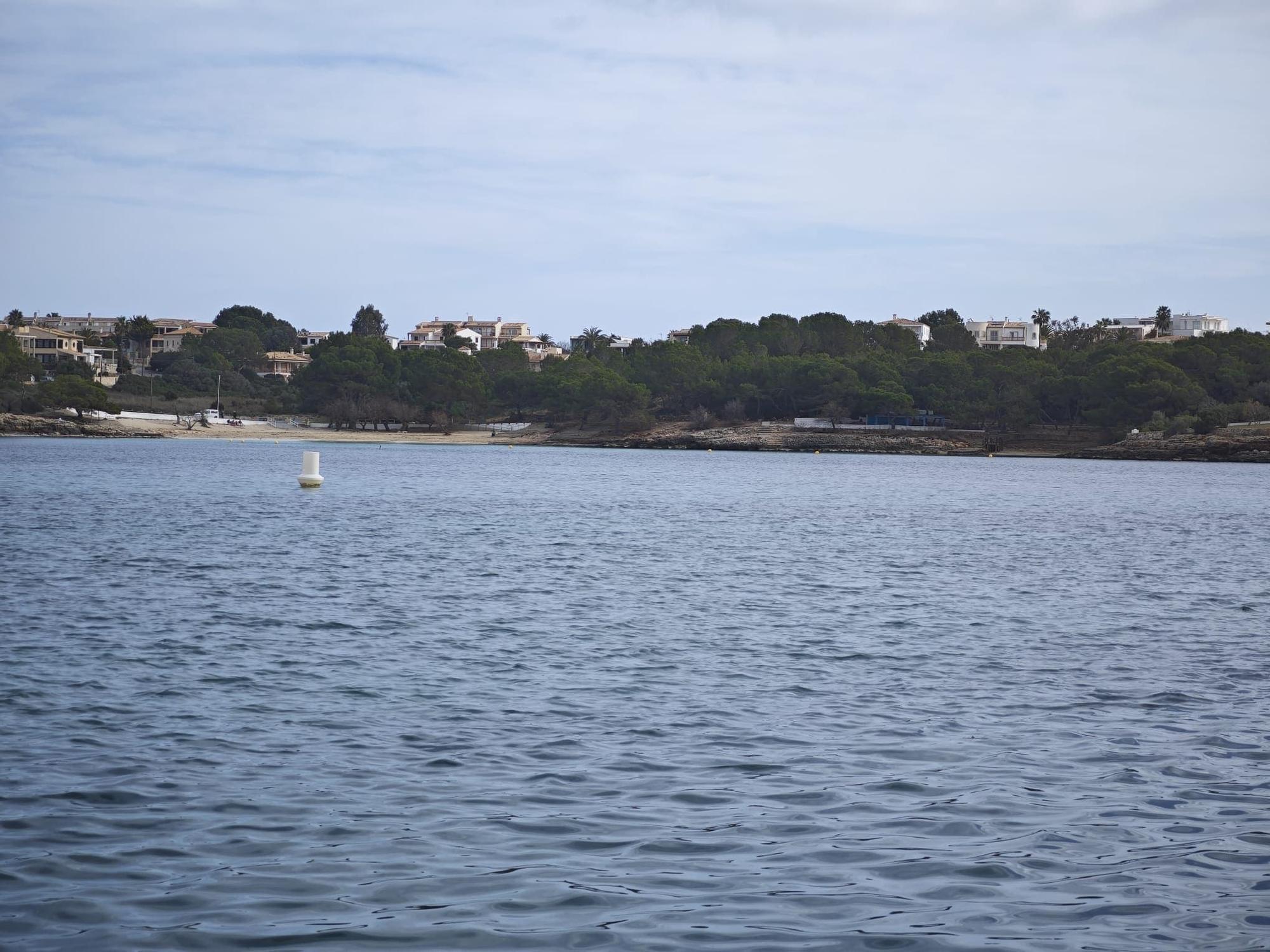 Portocolom | El estado de la posidonia en la bahía, en imágenes