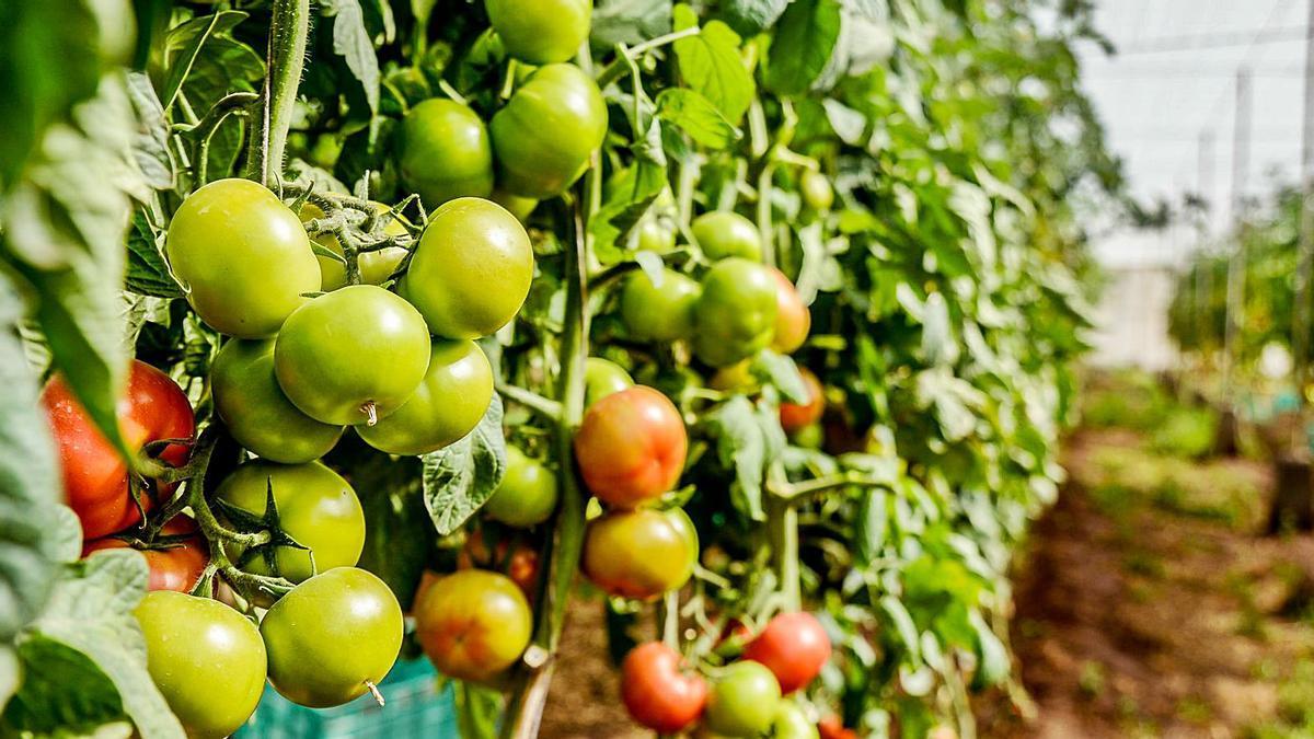 Finca de tomates en Gran canaria.