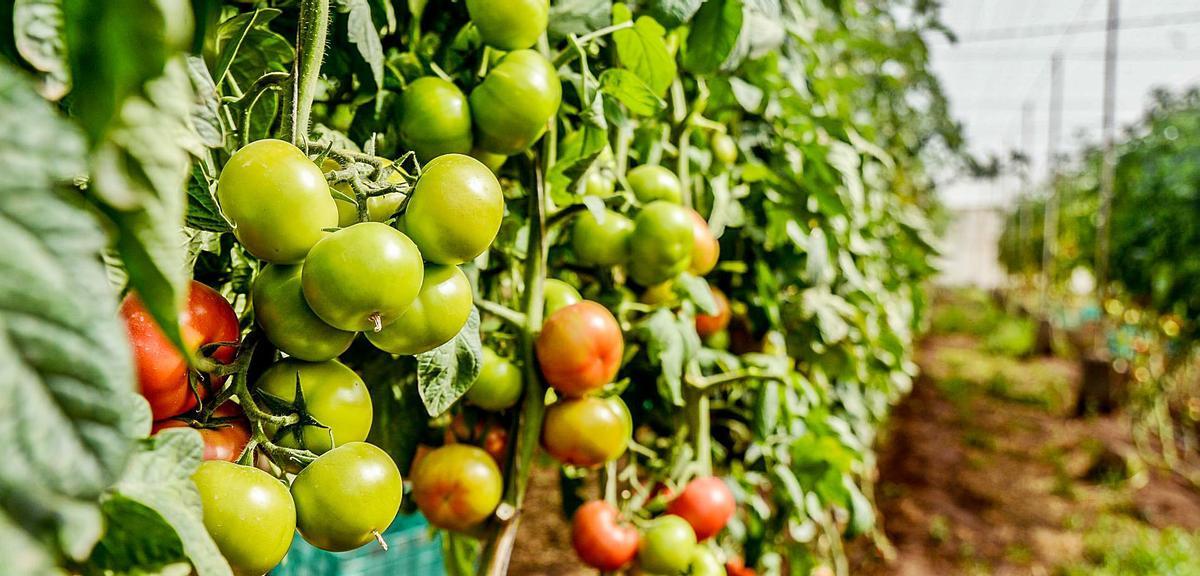 La exportación hortofrutícola es una de las grandes afectadas por el ‘brexit’. En la imagen, finca de tomates en Gran canaria. | | JOSÉ CARLOS GUERRA