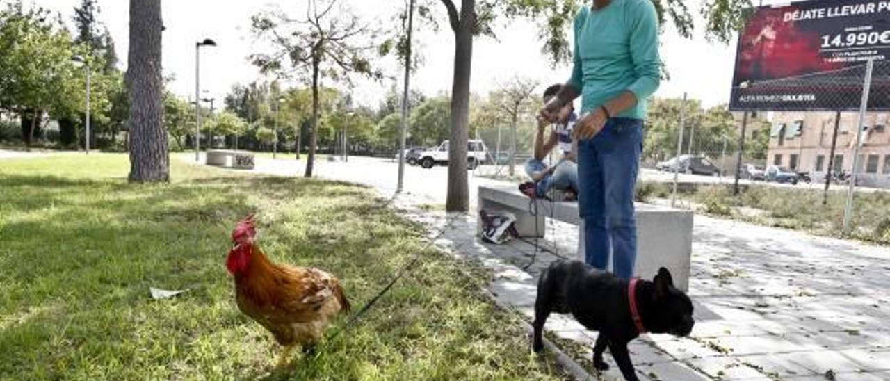 José Manuel Carmona paseando al gallo Pipi, de tres meses, y al perro Bull, de 5 años.