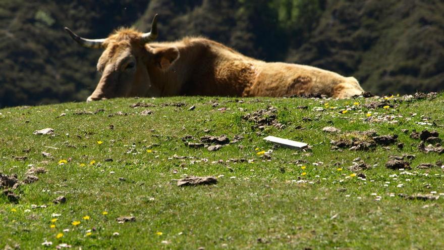 Un proyecto piloto colocará GPS al ganado en Picos de Europa