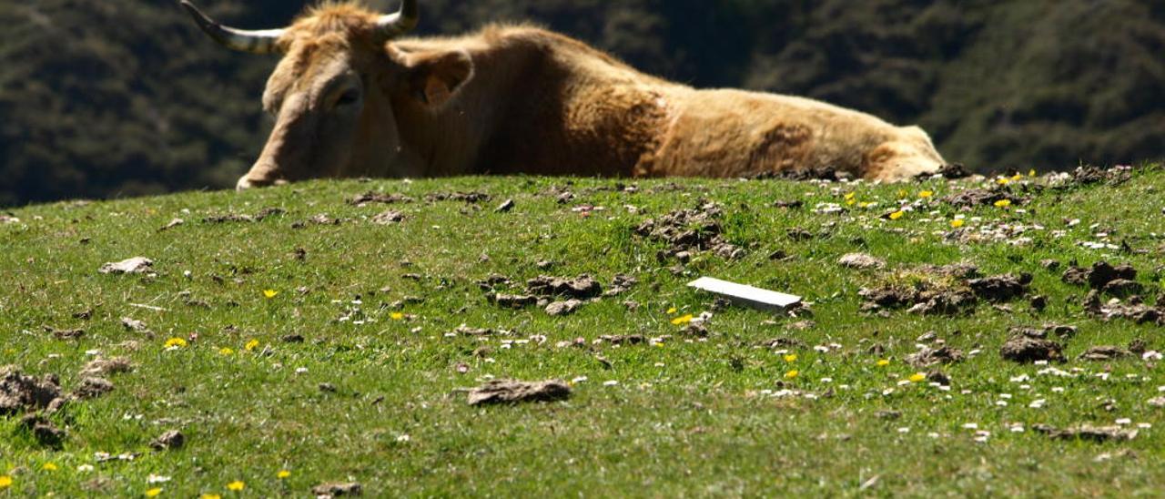 Un proyecto piloto colocará GPS al ganado en Picos de Europa