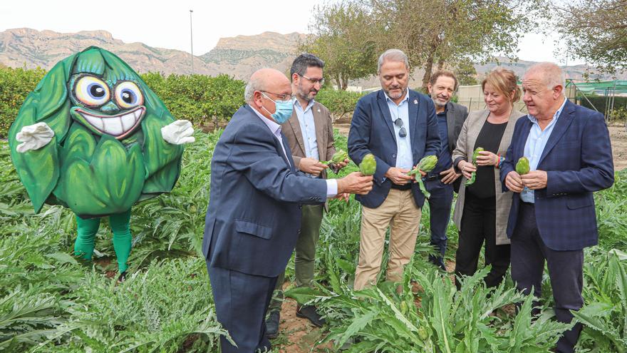 El cultivo de alcachofa en la Vega Baja crece un 5% hasta las 2.100 hectáreas