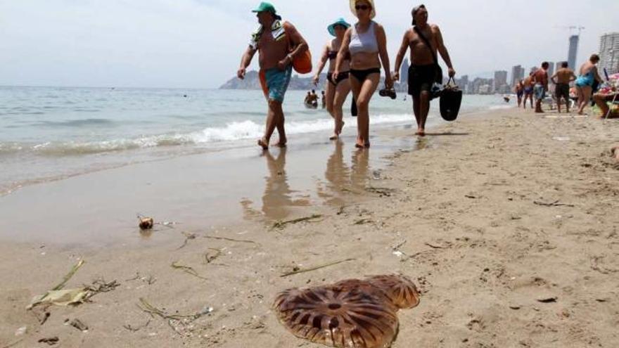 En la playa de Poniente de Benidorm todavía ayer se detectaba la presencia de medusas.