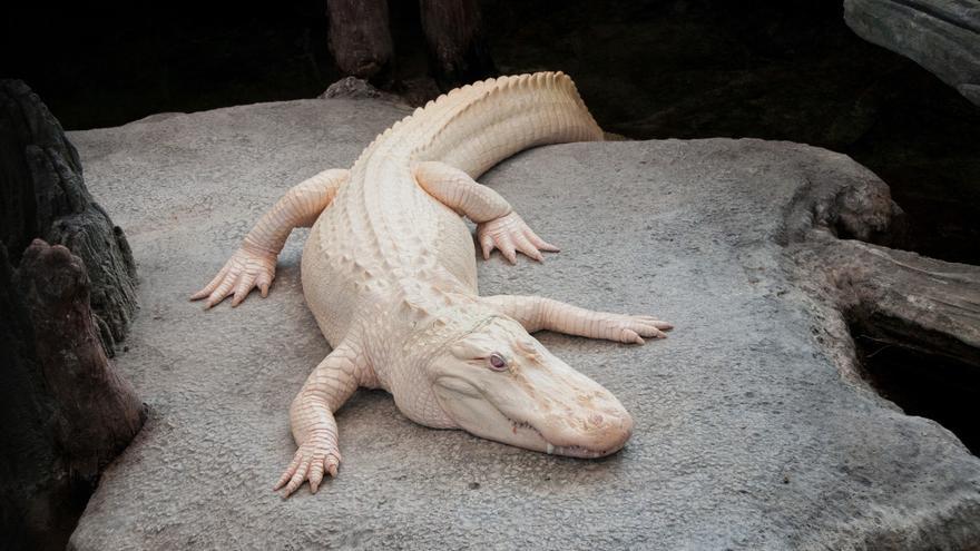 Muere el emblemático cocodrilo albino de EEUU, uno de los únicos 100 conocidos