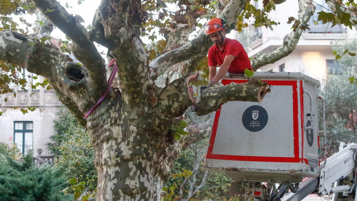 Trabajos de eliminación de los plátanos enfermos del parque de Ravella.  | // IÑAKI ABELLA