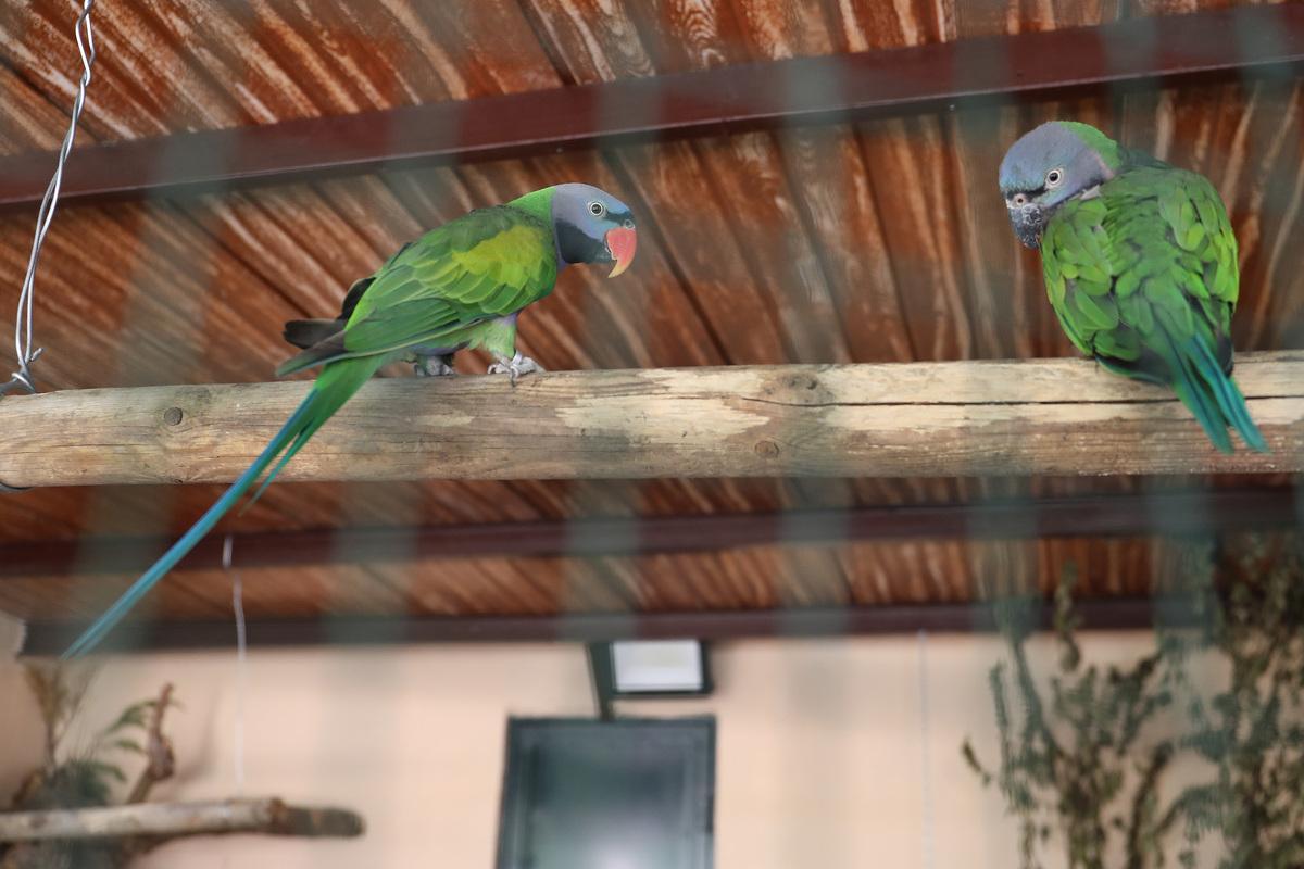 Cotorras derbianas. Zoo de Aves de Herrera de Pisuerga