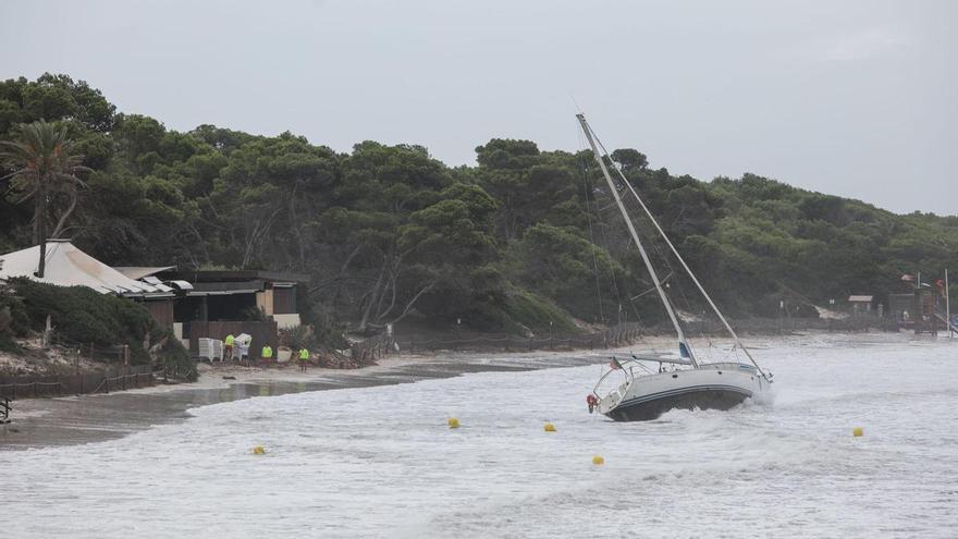 Árboles caídos y un velero varado por el temporal de viento en Ibiza