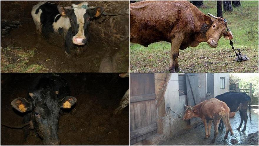 Quasi la meitat de vaques maltractades de la Corunya seran traslladades a Girona