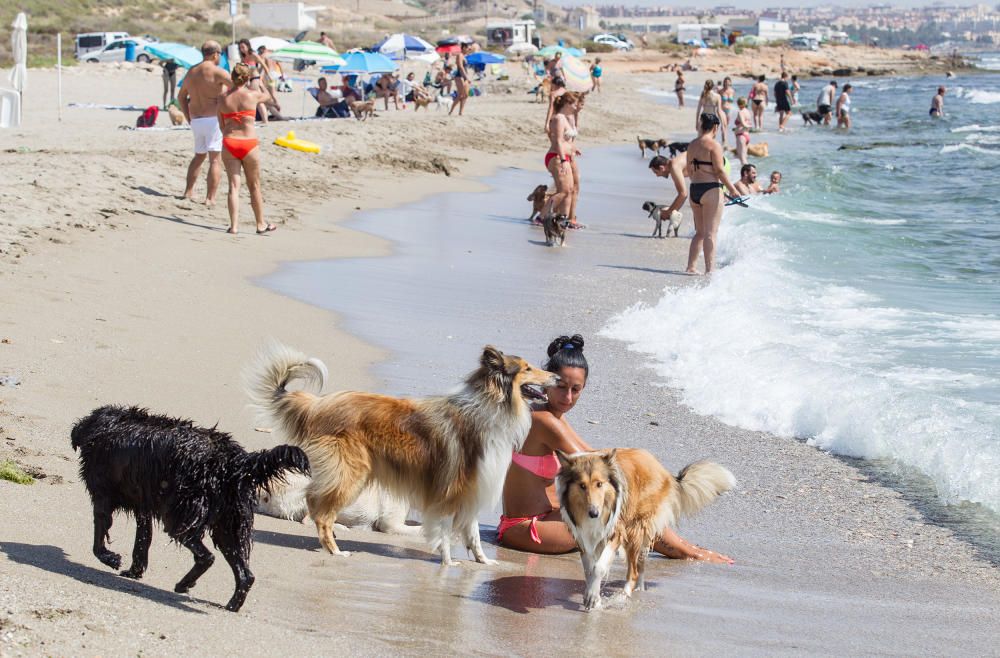 Playa de perros de Agua Amarga