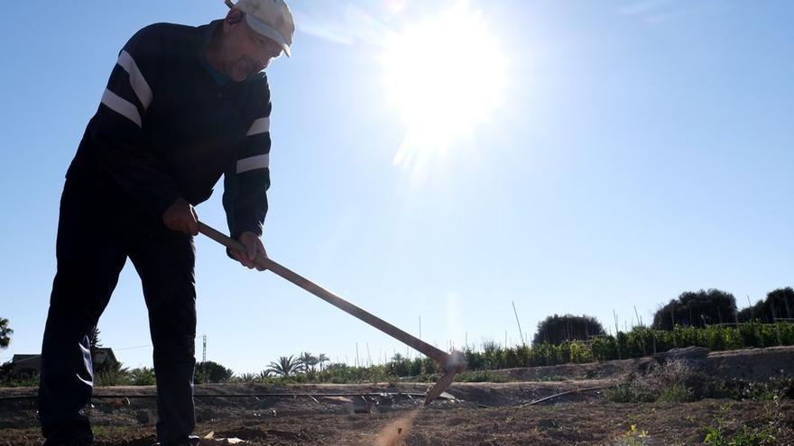 Un agricultor labrando su explotación en el Campo de Elche, donde la falta de agua empieza a secar las tierras.