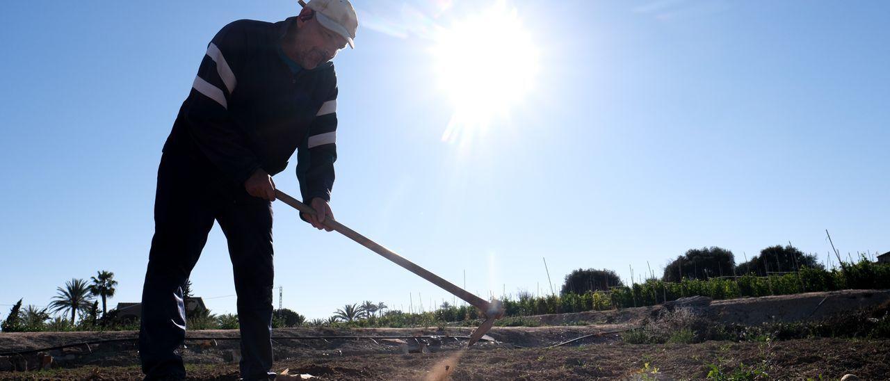 Un agricultor labrando su explotación en el Campo de Elche, donde la falta de agua empieza a secar las tierras.