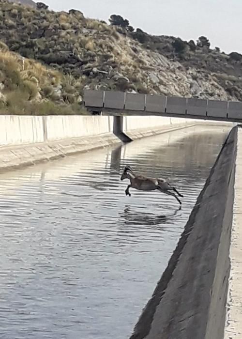 Rescatan a dos arruís que habían caído al canal del Trasvase