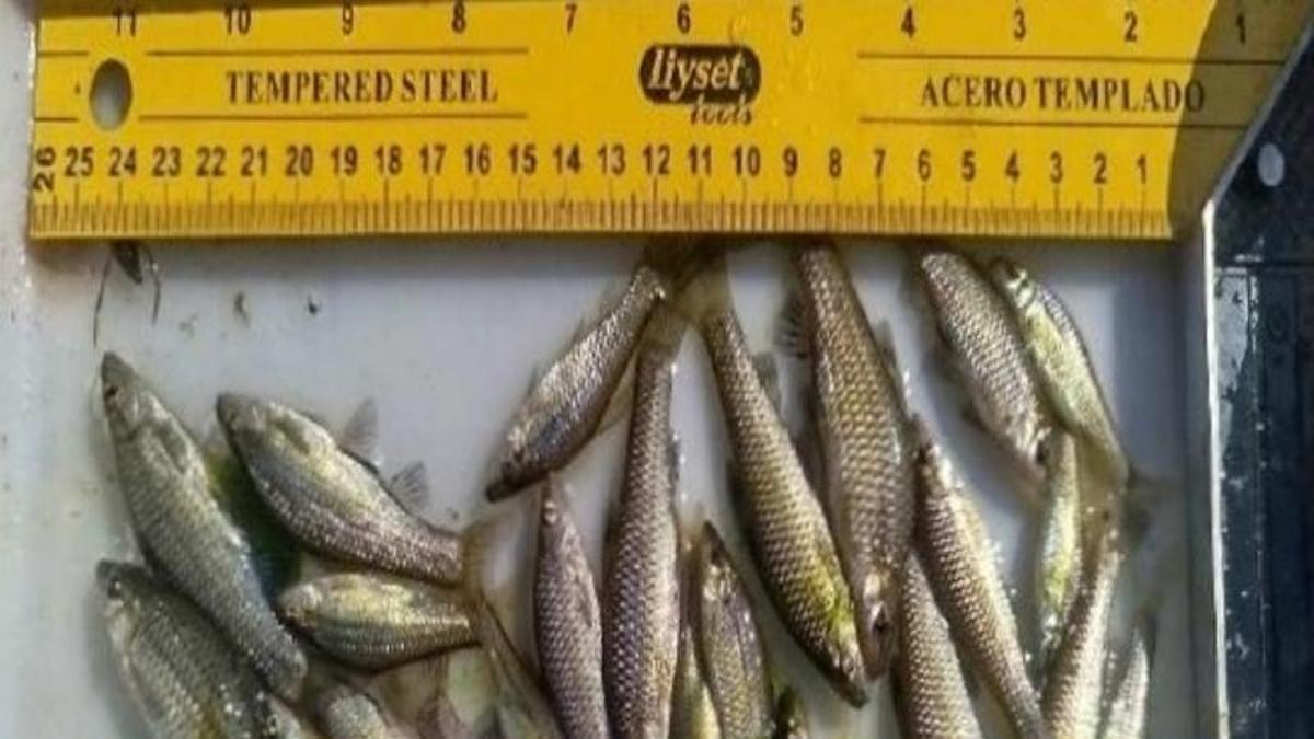 Ejemplares de pez chino capturados durante las campañas de control de esta especie invasora.