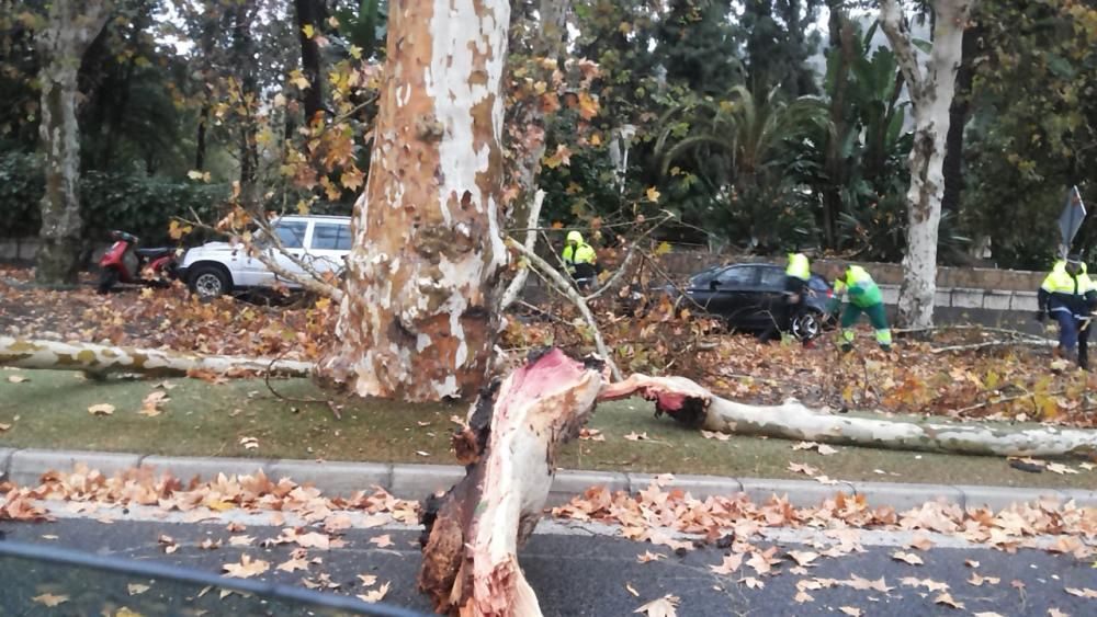 Las incidencias de la borrasca Ana en Málaga