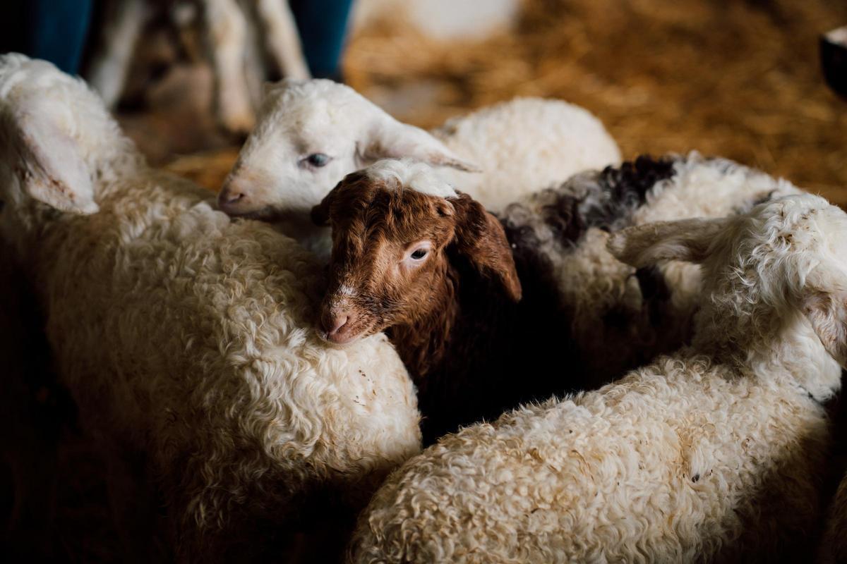 En la explotación de la familia de Alba hay cerca de mil ovejas