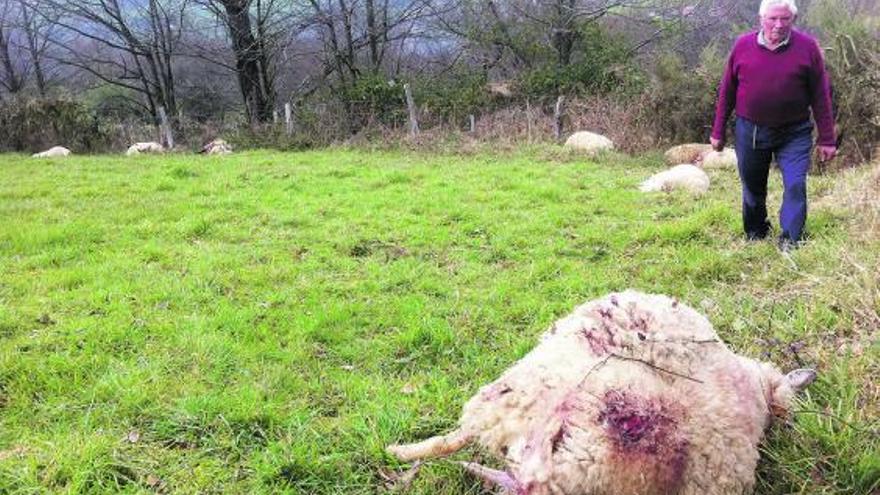 Manuel Álvarez, ayer, en la finca sembrada de cadáveres de sus ovejas, atacadas por los lobos, en Castro de Limés.