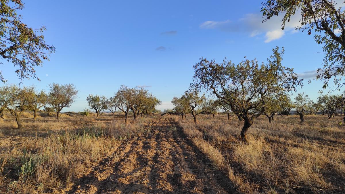 Un campo de almendros en la localidad zaragozana de Valpalmas.