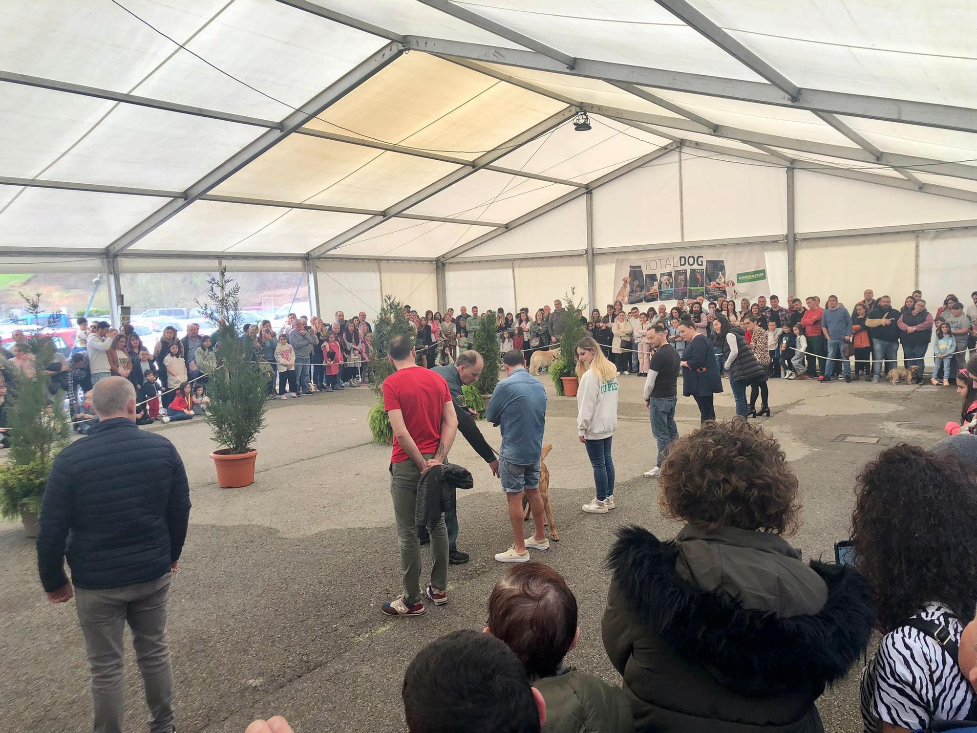 Éxito de público y animales en la 28ª Feria del Perro de Tineo