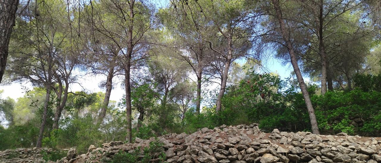 Uno de los muros de &quot;pedra seca&quot; de la pinada